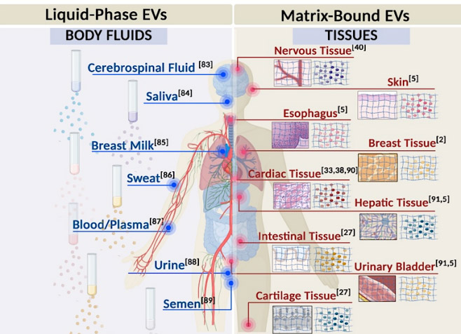 A diagram showing the various fluids and tissues in which extracellular vesicles can be found.