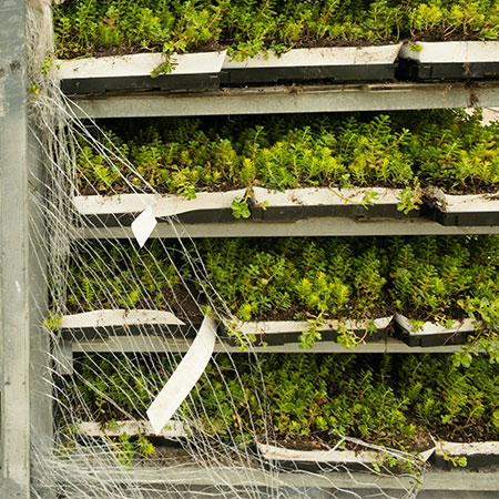 Close-up of vegetation in trays being installed on the green roof.