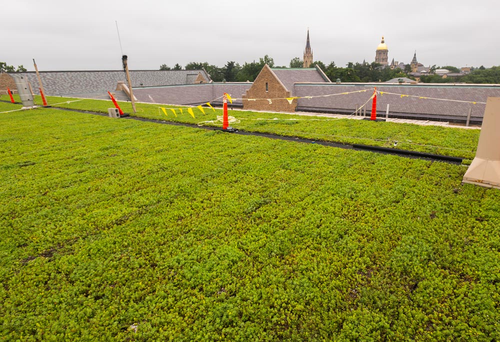 Newly installed green roof vegetation covers Fitzpatrick Hall with the Golden Dome and the Basilica of the Sacred Heart visible in the distance.
