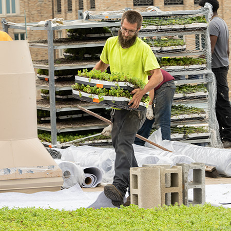 A worker carries trays of plants across the green roof during installation.