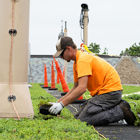 A kneeling worker installs vegetation on the green roof of Fitzpatrick Hall.