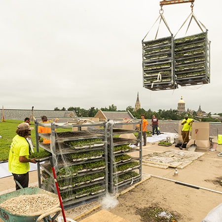 Workers use a crane to lift trays of plants onto the green roof of Fitzpatrick Hall.