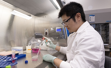 Researcher uses a pipette while working with samples inside a laboratory biosafety cabinet.