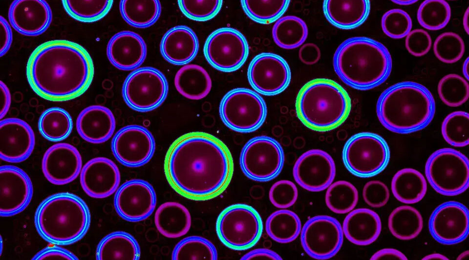 Close-up of purple circles with neon blue, purple, and green rings on a black background.